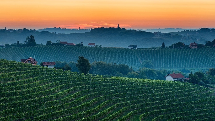 Brda Wine Region