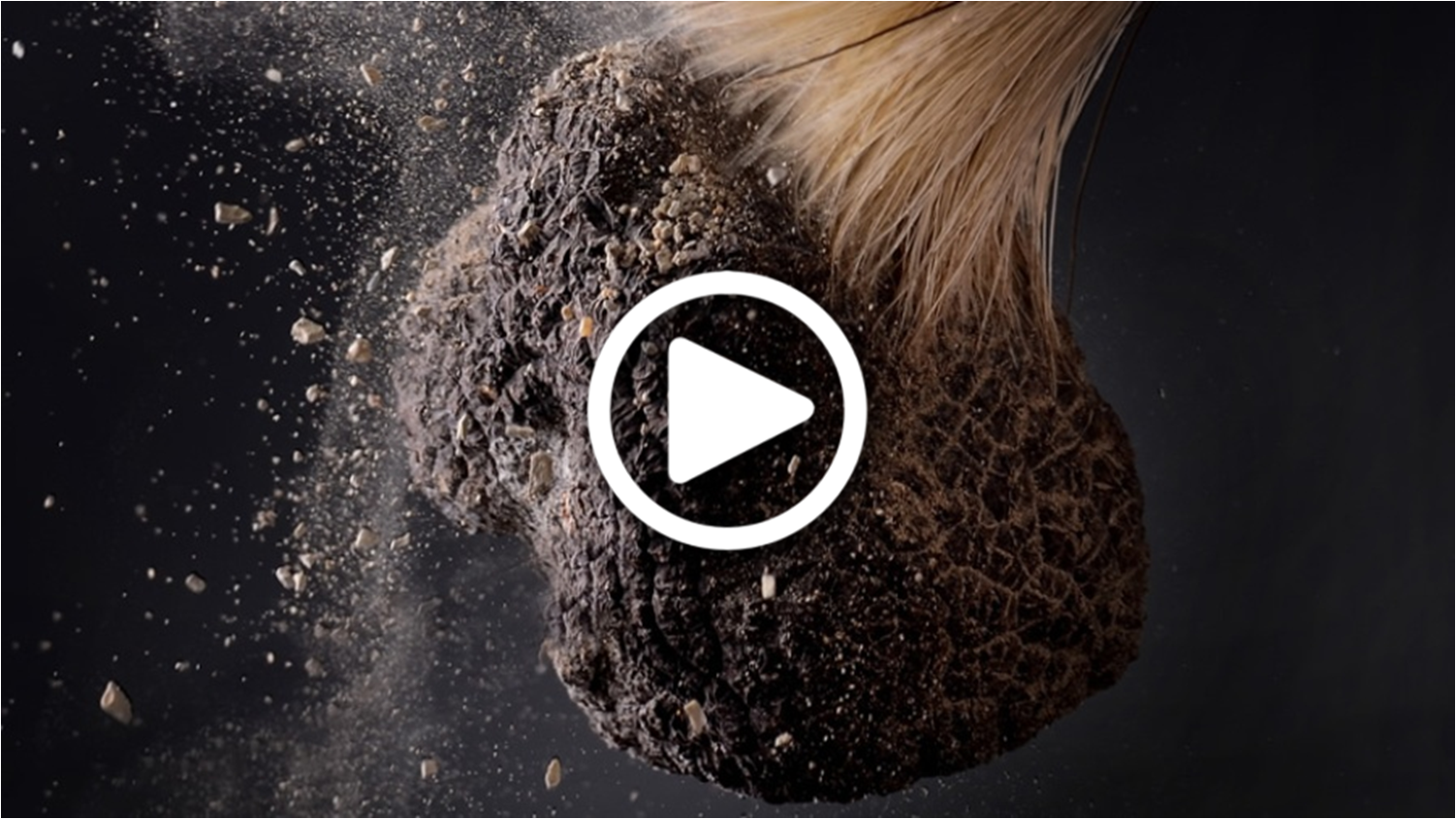 Video: Truffles in Istria