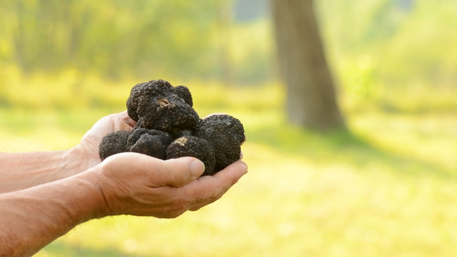 Taste Istria Black truffle in hands