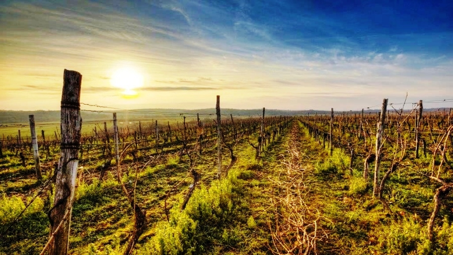 Wine Estates Beyond Istria